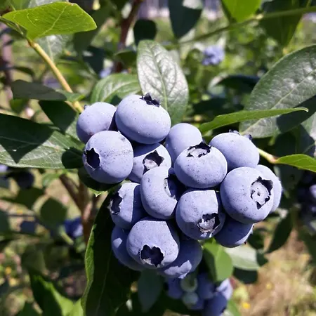 Tenuta Valletti. Lägenhet Sesta Godano